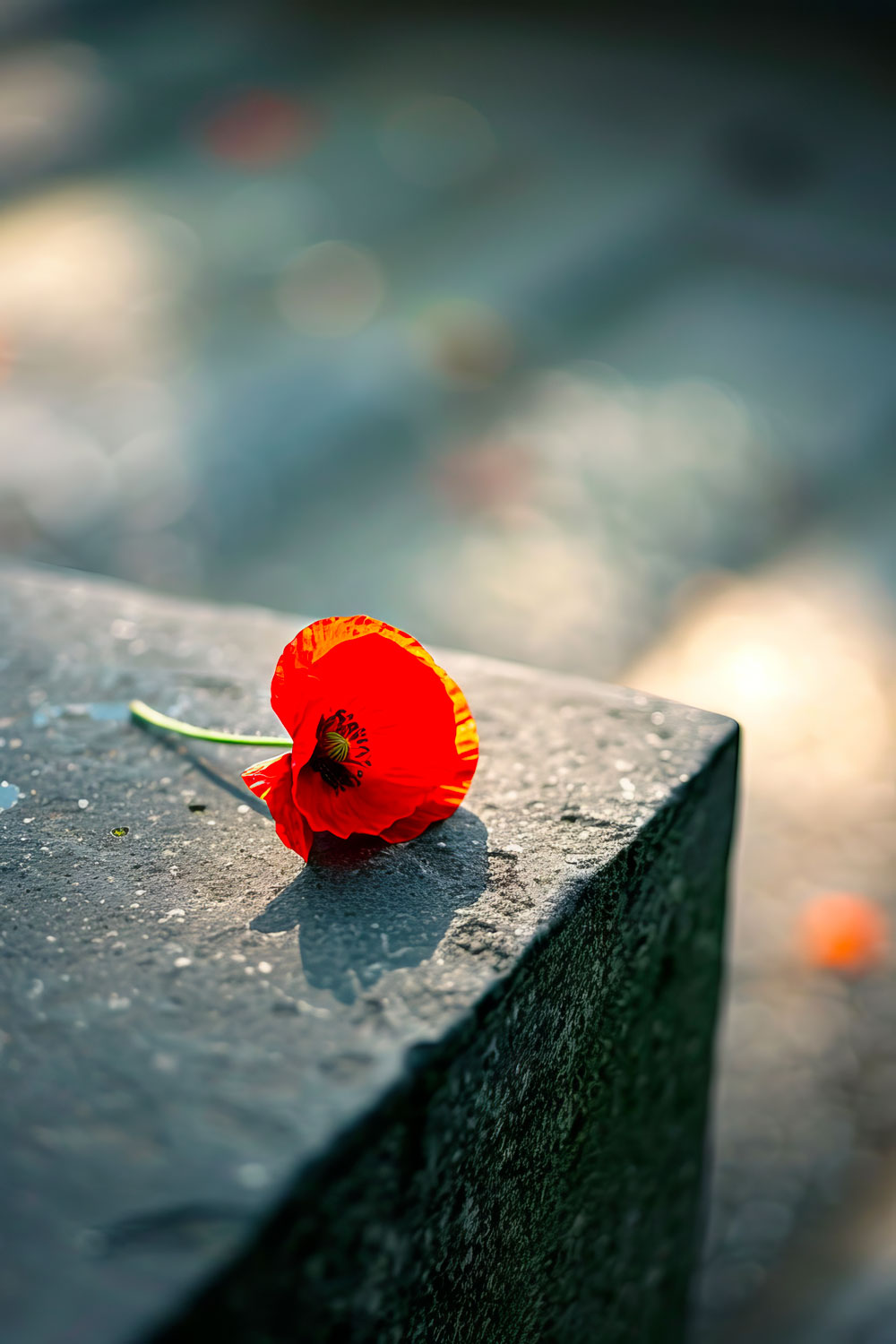 Servizi di cremazione